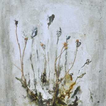 Les hautes herbes